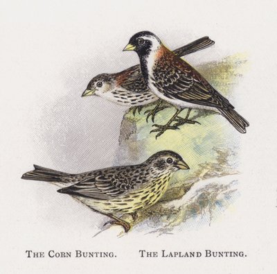 The Corn Bunting, The Lapland Bunting by Alexander Francis Lydon